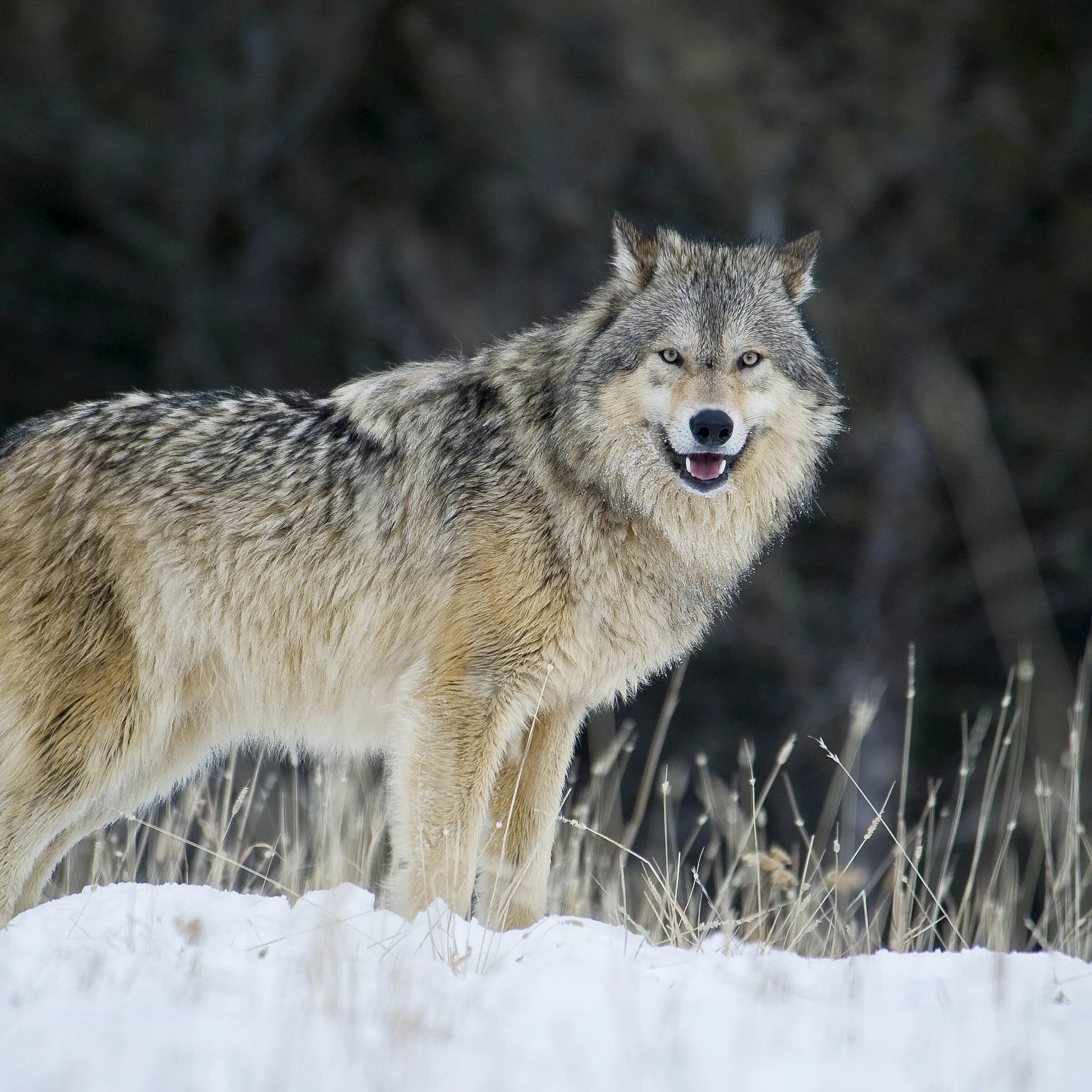 Жизнь серого волка. Мосбахский волк. Волк обыкновенный (canis Lupus). Макензийский Равнинный волк. Среднерусский Лесной волк.
