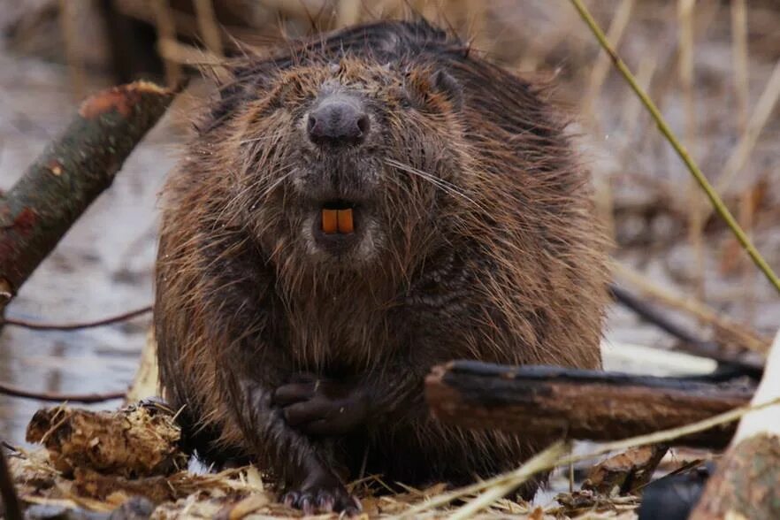 бобр и бобрята. канадский бобр (castor canadensis). европейский бобр. удивленный бобер. бобер смешной.
