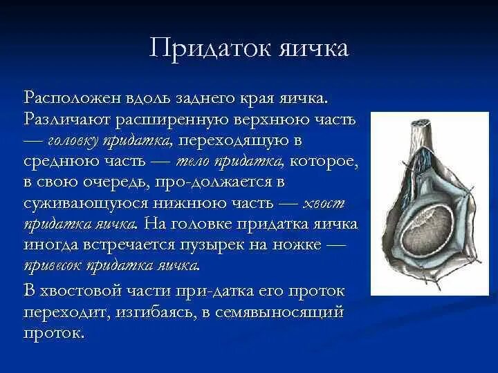 Семенной канатик анатомия. Анатомия яичка и придатка яичка у мужчин.