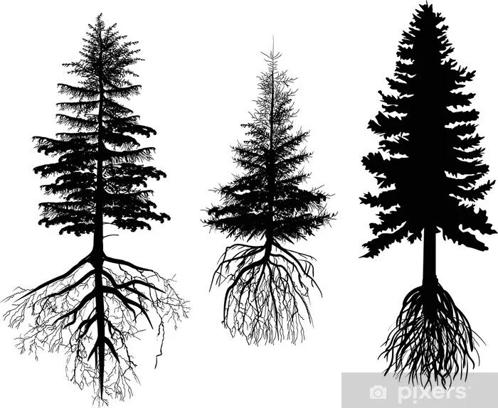 Корневая система хвойных. Корневая система лиственницы сибирской. Сосна и ель корневая система. Ель корневая система глубина. Лиственница европейская корни.