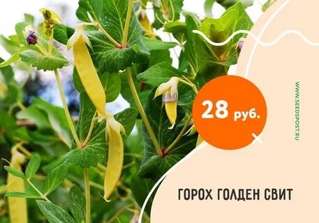 Sweet описание