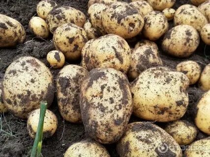 Картофель сорт коломбо отзывы