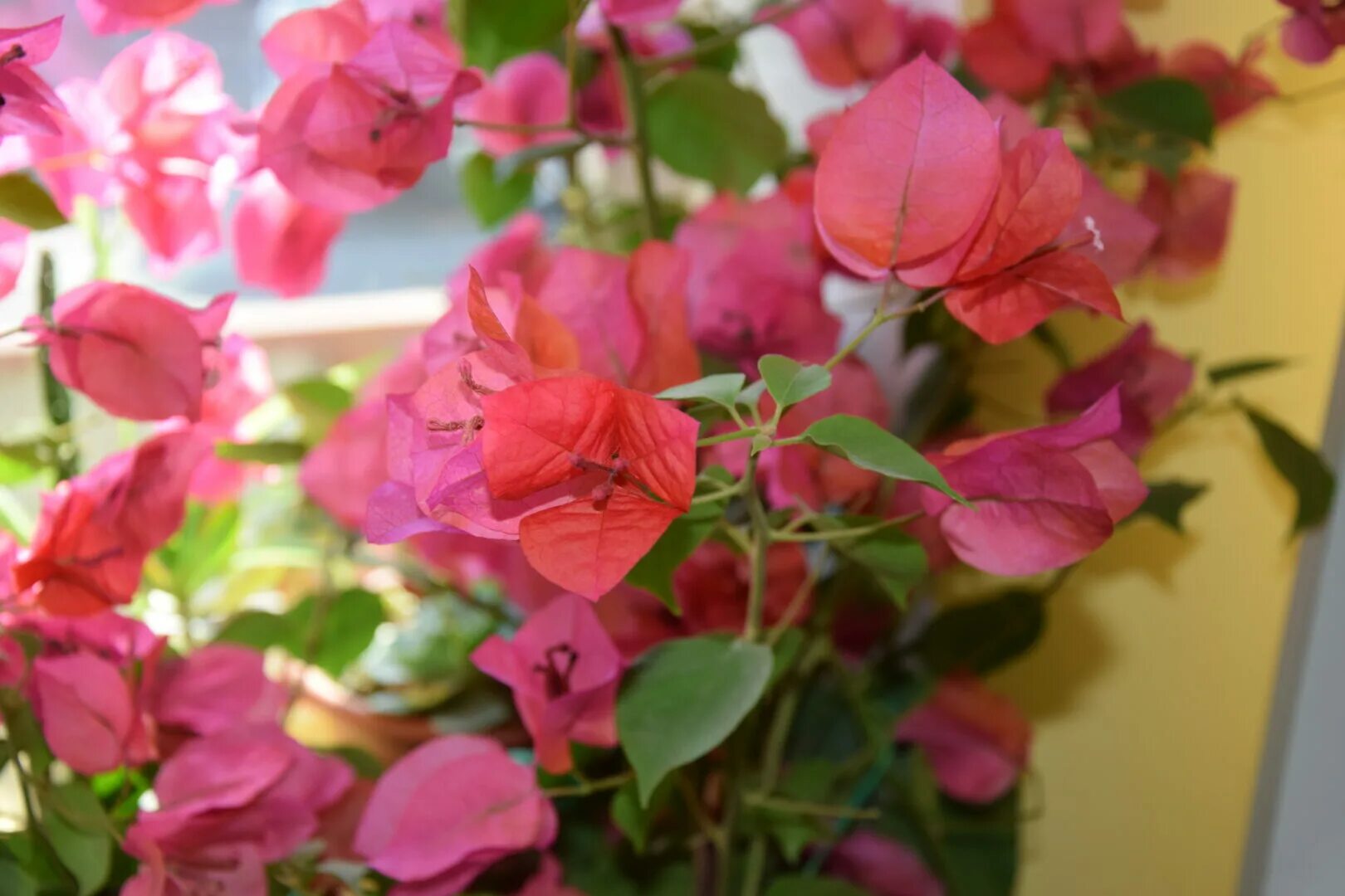 Цветы апшеронск. Питомник цветов в Апшеронске. Питомник Апшеронск. Flowers City Апшеронск.