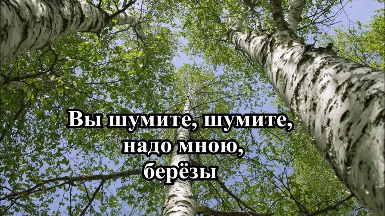 А лес все гудел и гудел. Береза Автор. Березы шумят фото. Лягу-прилягу Сябры фото. Русь белая березонька для меня.