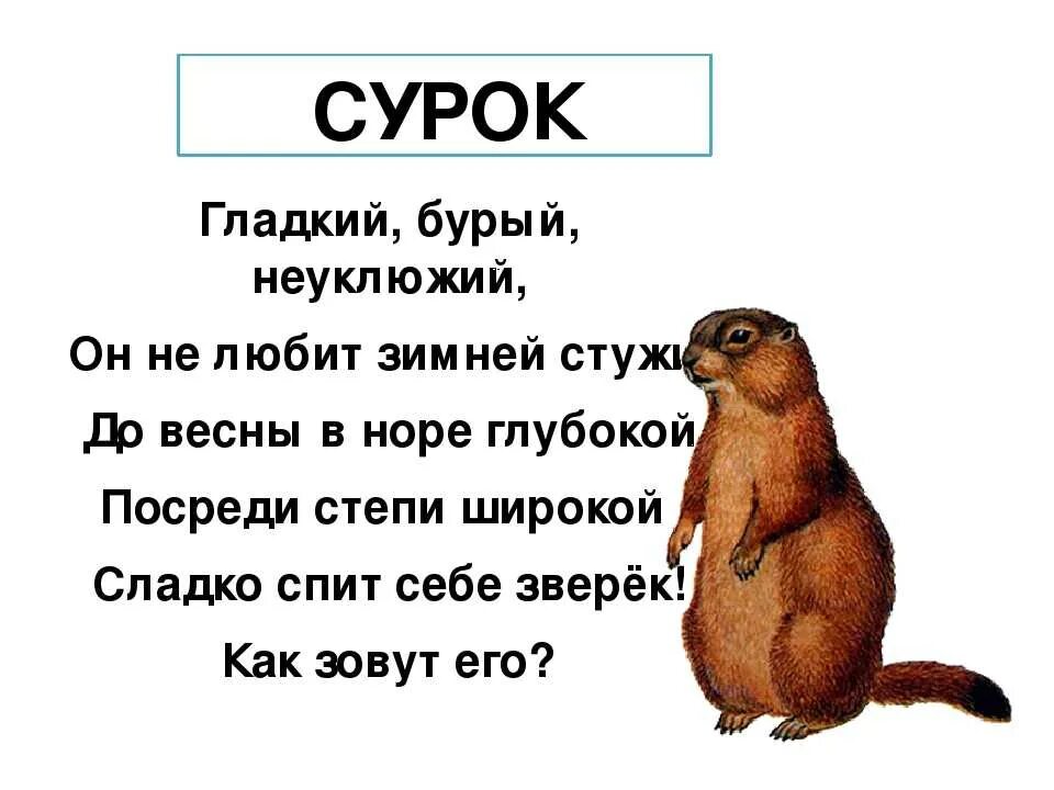 Суслики впадают в спячку. Загадка про сурка. Загадка про суслика. Загадка про суслика для детей. Стихи про сурка.