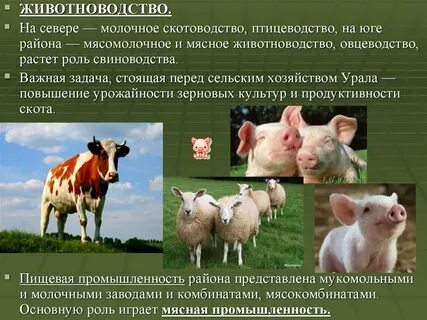 Скотоводство основные районы