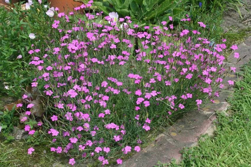 Гвоздика травянка. Гвоздика дельтовидная (Dianthus deltoides). Гвоздика травянка / Dianthus deltoides "Albus". Гвоздика травянка Самос. Гвоздика травянка уход