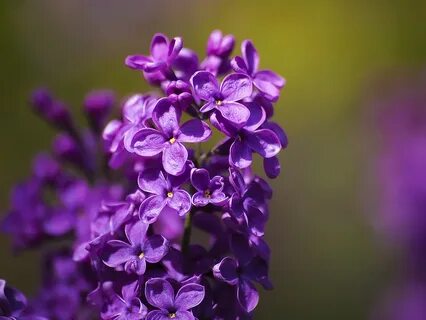 Лиловая сирень