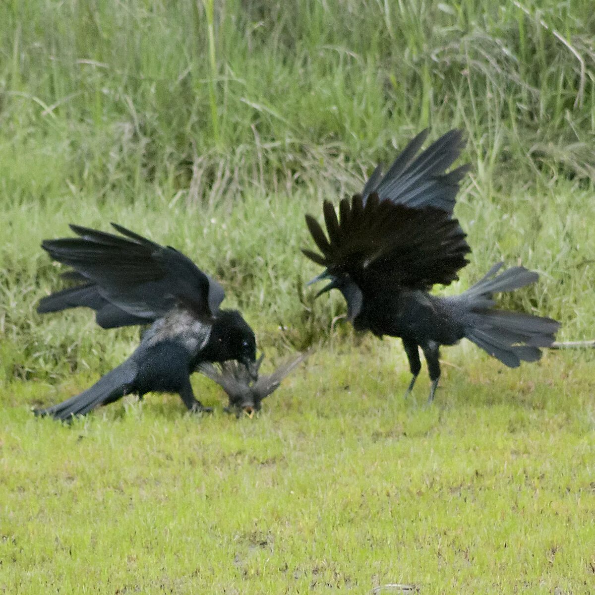 Вороны убийцы. Ворон убийца. Birds killing