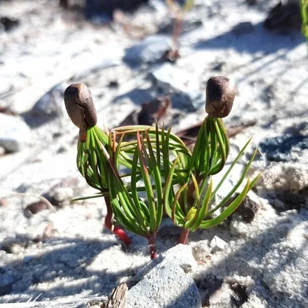 Росток кедрового орешка. Кедр из орешка прорастание. Можно вырастить кедр из орешков. Можно вырастить кедр из орешков. Всходы кедра сибирского.