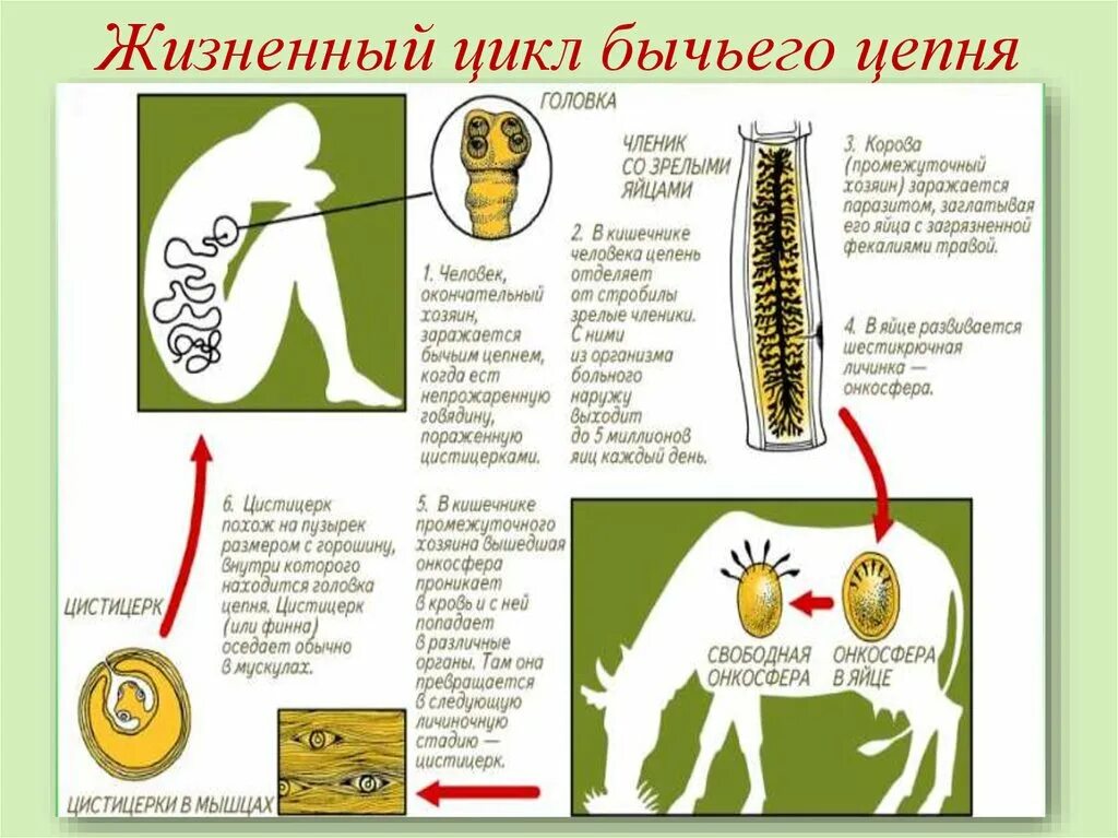 Жизненный цикл бычьего цепня начиная с яиц