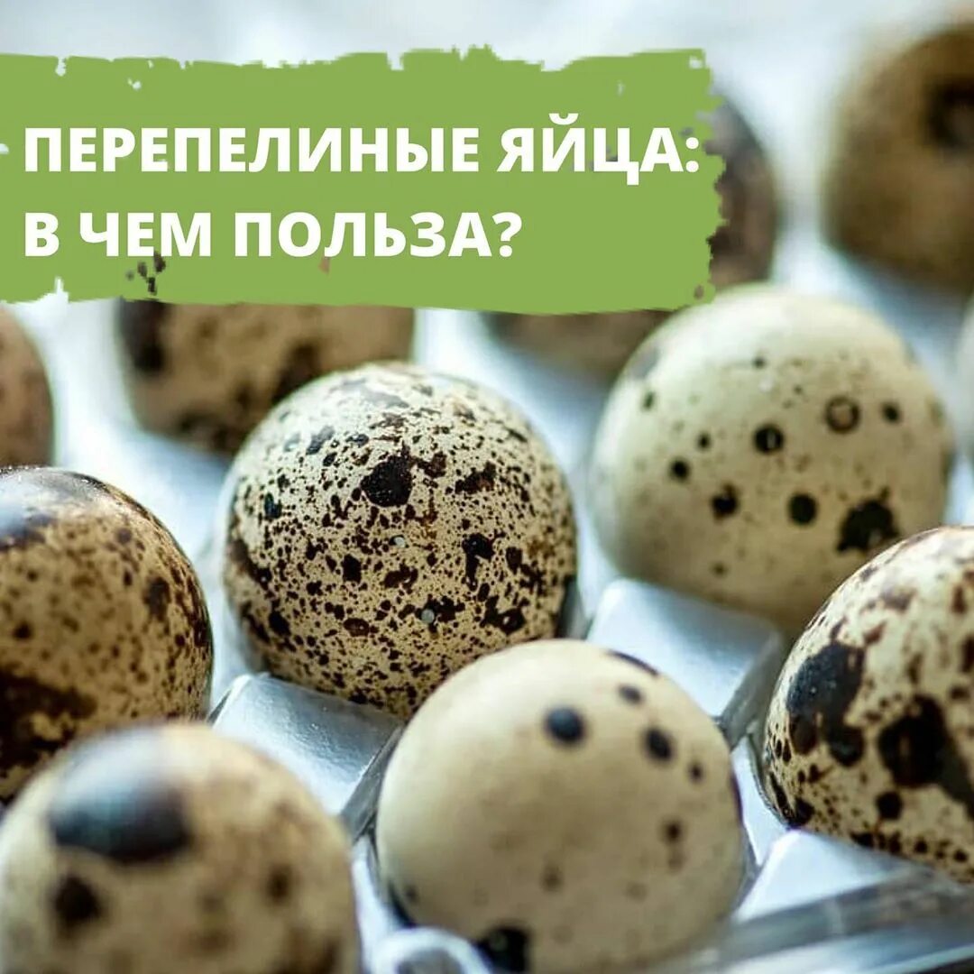 Перепелиные вред. Что полезного в перепелиных яйцах. реклама перепелиных яиц. перепелиные яйца польза. яйца перепелов полезные.