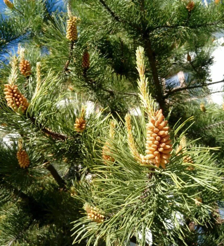 Pinus Sylvestris. Сосна обыкновенная. Сосна цветет. Цветение сосны. Сосновые порядок хвойные