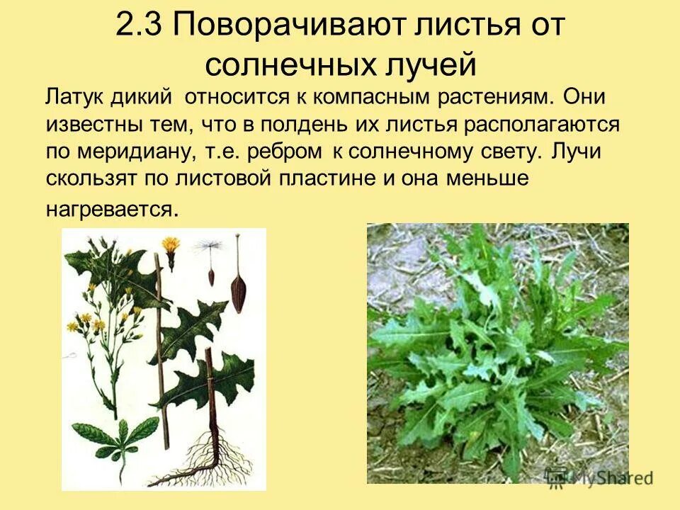 эвкалипт лучистый. эвкалипт широколистный. у какого растения листья повернуты к солнцу. эвкалипт листья солнце ребром. как выглядит пеликозавр.