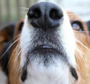Dog nose