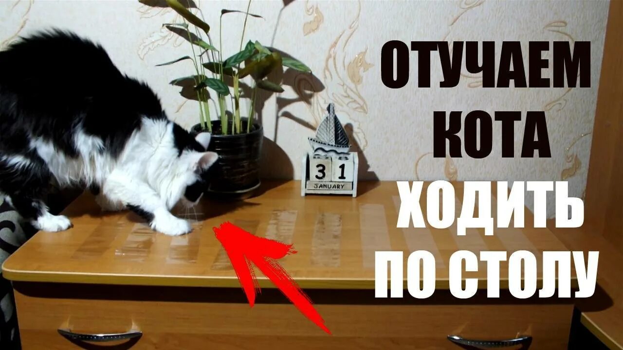 Как отучить кота по утрам. Скотч от кошек на стол. коты ходят по столу. как отучить кота от стола. как отучить котов лазить по столам?.