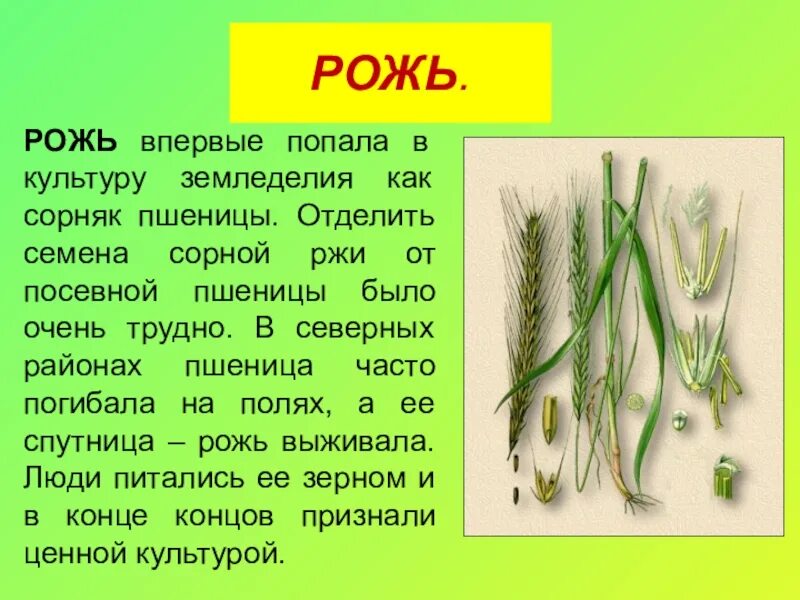 Рожь описание растения 3 класс окружающий мир. Описание ржи для 3 класса. Строение ржи 3 класс. Презентация на тему рожь.