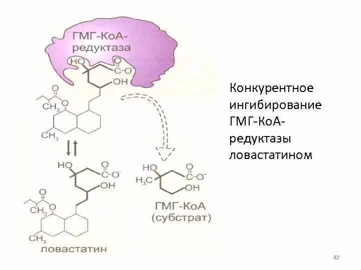 Синтез холестерола ГМГ КОА редуктаза. Фермент ГМГ КОА редуктазы. Регуляция активности ГМГ-КОА-редуктазы в печени. Ингибиторы ГМГ-КОА-редуктазы механизм действия.