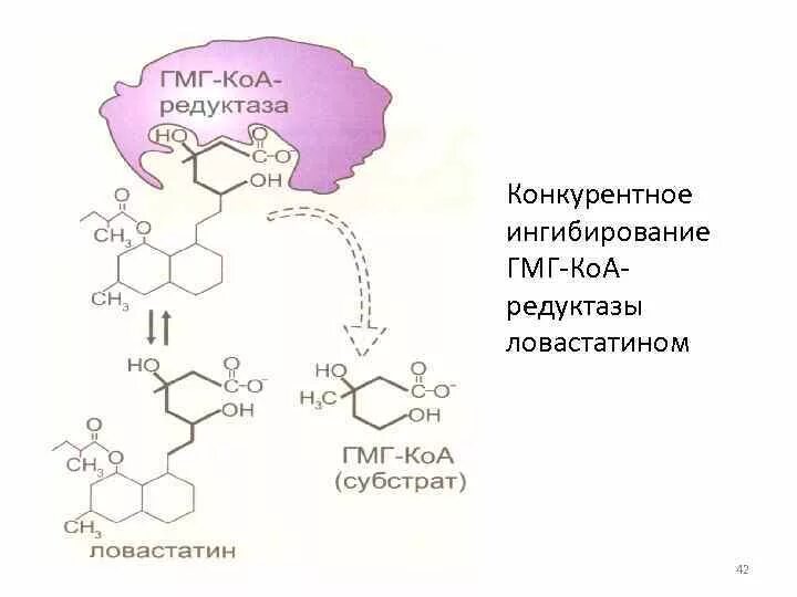 Ингибиторы коа редуктазы препараты. Ингибиторы коа редуктазы препараты