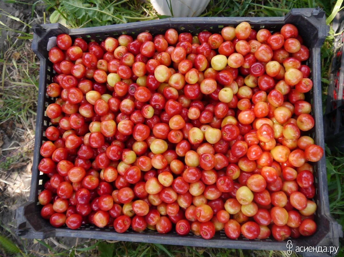 сорт томата калинка малинка. томат калинка малинка сибирская селекция. томат инфинити. томат калинка малинка отзывы. сибсад томат калинка-малинка.