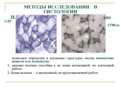Методы гистологических исследований