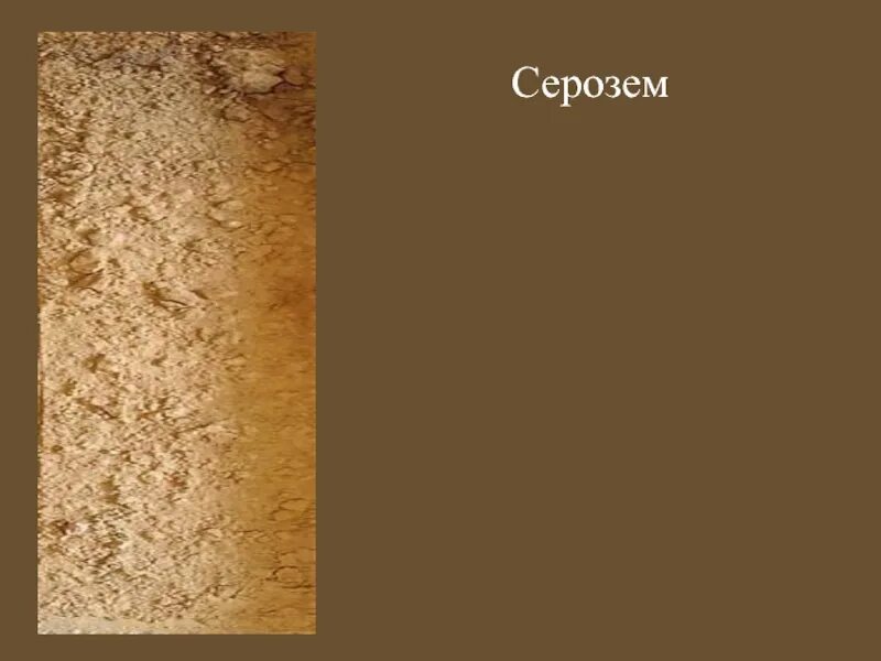 Разрез светлый