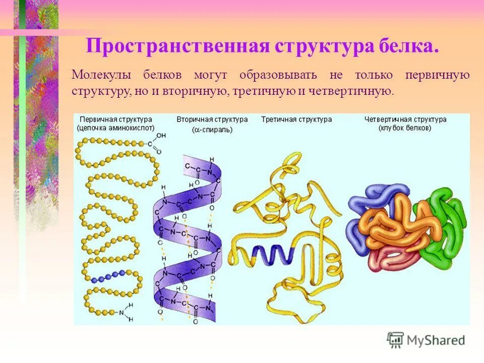 Выберите строение молекул белков. Структура белка пространственная структура. функции третичной структуры белковой молекулы. пространственная структура белка третичной структуры. структуры белка структура белка.