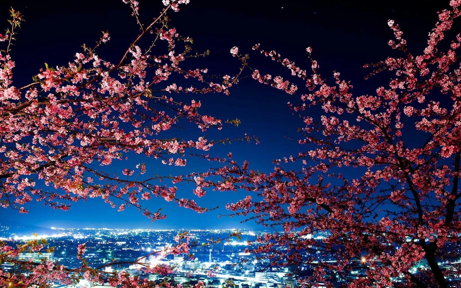 Big blossom. Корея черри блоссом. Токио Сакура. Ночной Токио Сакура. Сакура черри блоссом.