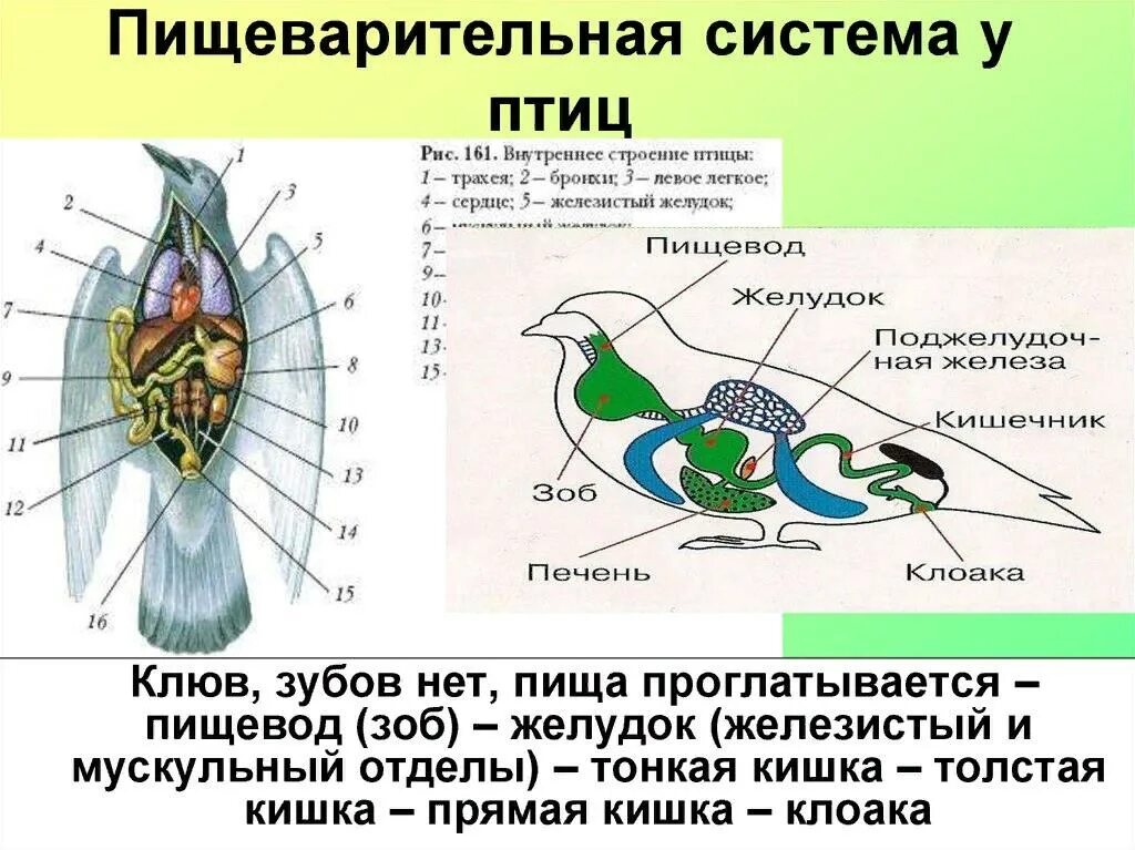 Укажите особенности внутреннего строения птиц. Пищеварительная выделительная и дыхательная система птиц. Пищеварительная система птиц иголубюя. Внутренне строение пищеварительной системы птиц. Внутреннее строение птиц пищеварительная система кратко.