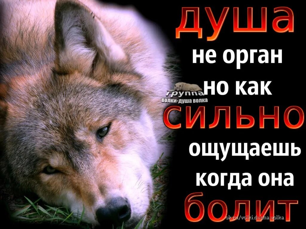 Волк словами фото Поставь про волка найдено 89 картинок