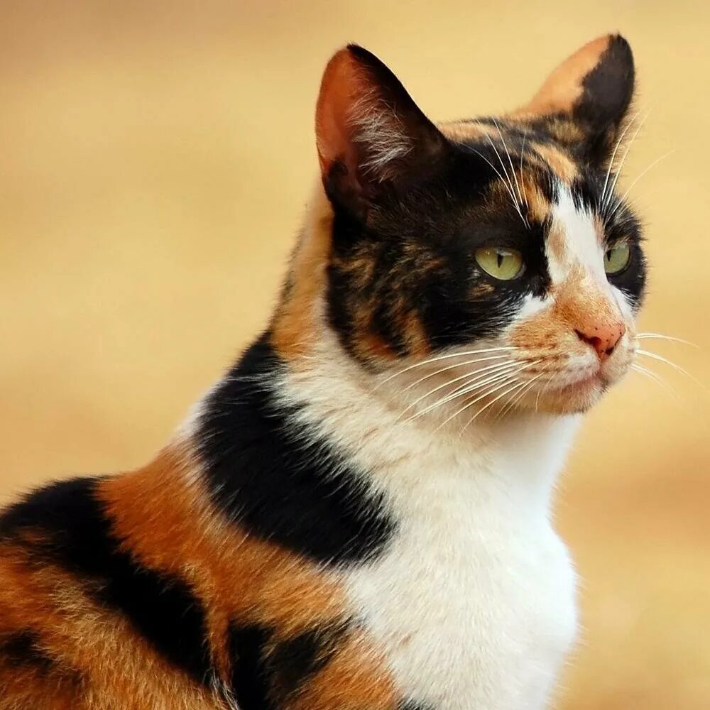 Трехцветные коты мужского пола