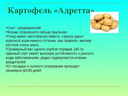 Адретта картофель характеристика и описание сорта фото