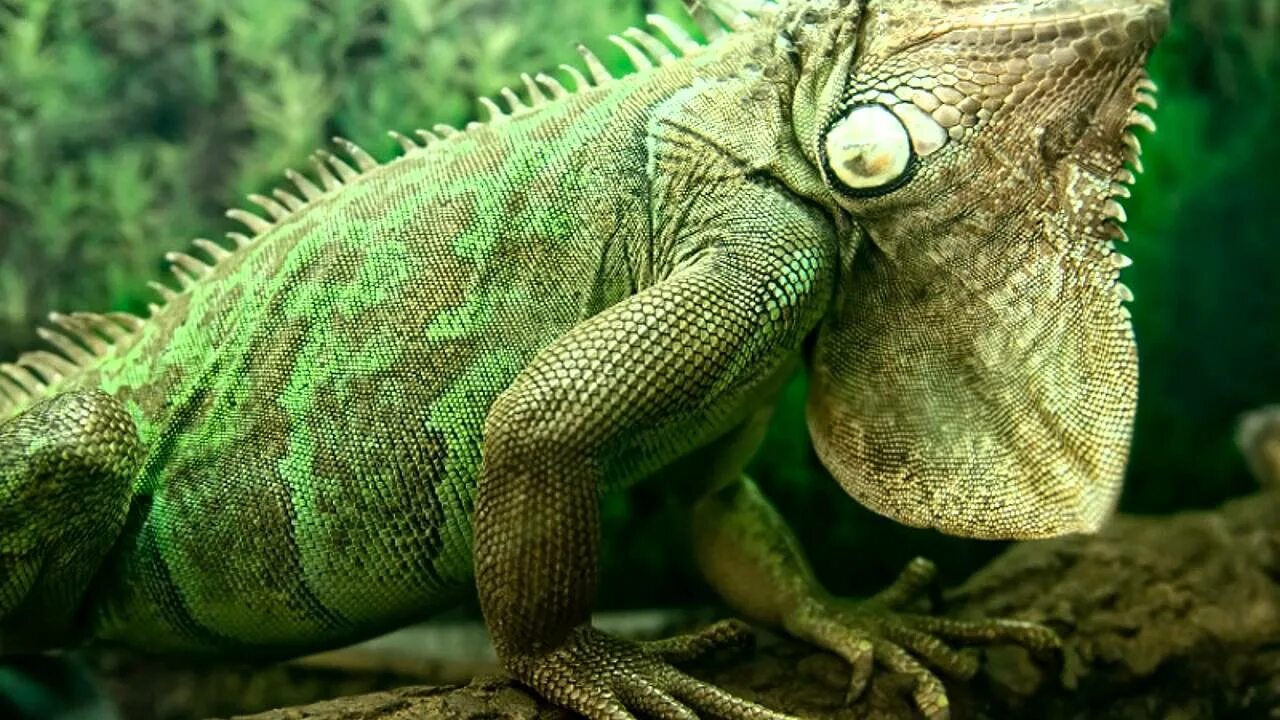 Дракон ящерица игуана. Игуаны багамских островов. Игуана доминикана. Варан игуана хамелеон. Мадагаскарская игуана обыкновенная.