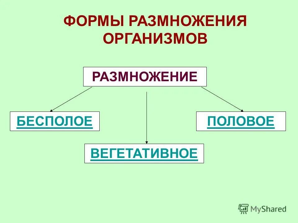 Назовите формы размножения