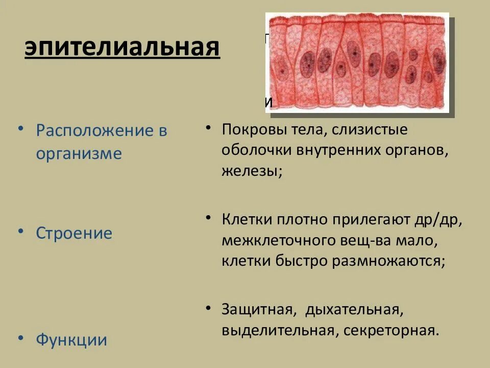 Эпителиальная ткань строение и расположение. Эпителиальная ткань функции строение местоположение. Строение эпителиальной ткани анатомия. Строение эпителиальной ткани защитной функции.