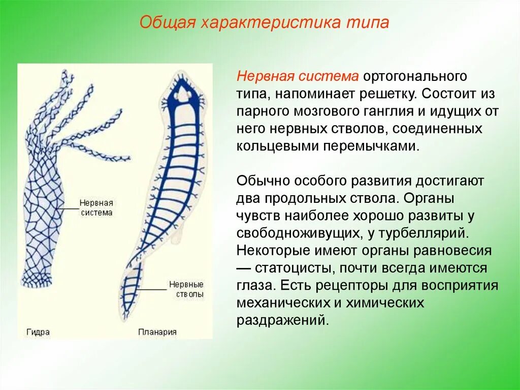 Нервная система типа plathelminthes. Нервная система лестничного типа у червей. Нервная система у свободноживущих плоских червей. Нервная система плоских червей ганглии.