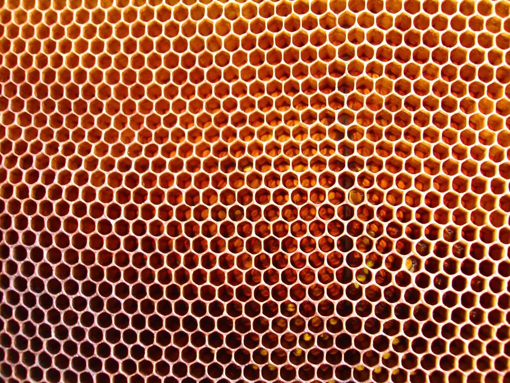 Соты. Соты пчелиные вощина. Соты пчелиные. Соты значение. Соты меда.