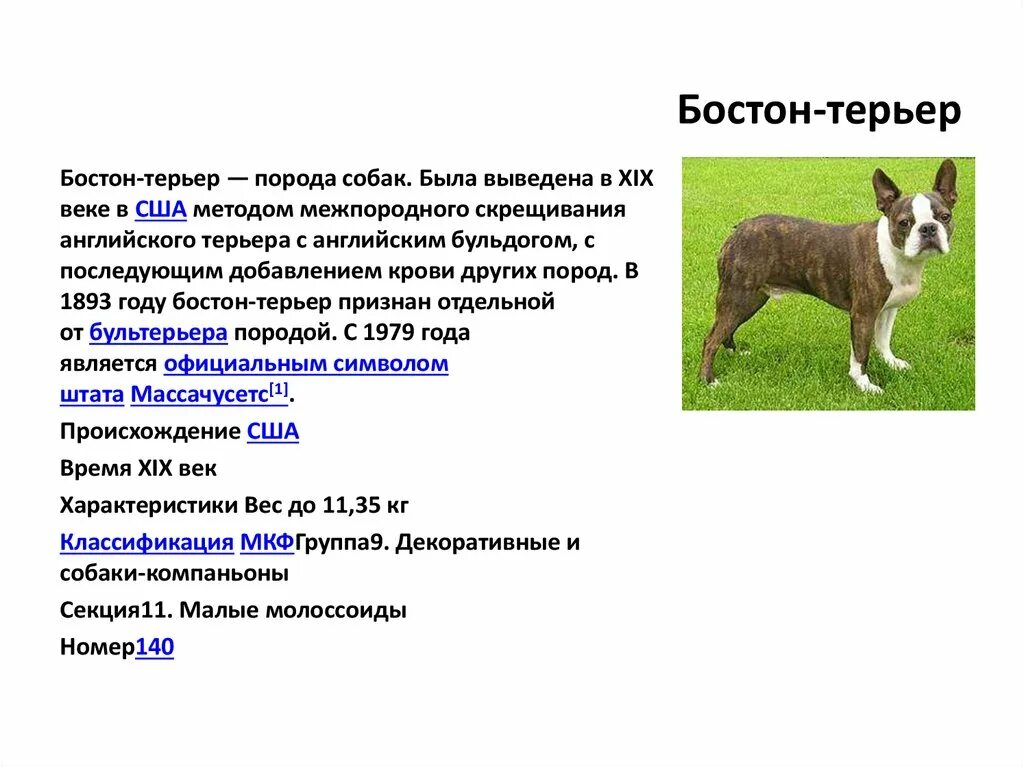 Бостонский терьер. Бостон терьер рост в холке. Бостон терьер вес по месяцам. Вес бостона. Бостон терьер вес.