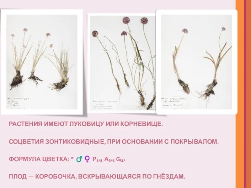 Какое растение имеет корни луковицы в степях. Растения имеющие луковицу. растения имеющие корневище. луковицы имеют растения семейства. растения которые имеют луковицу.