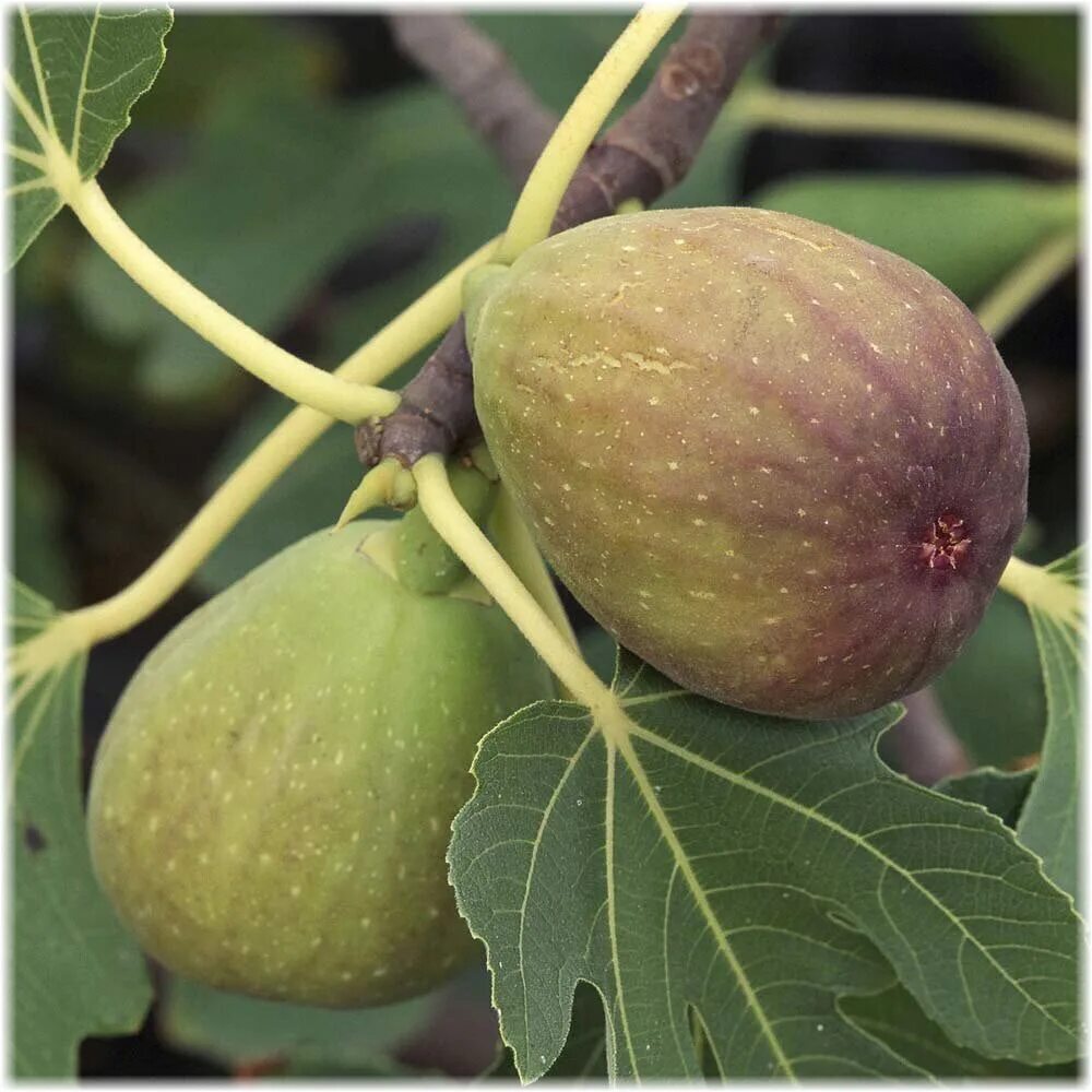 Brunswick Figues du Monde