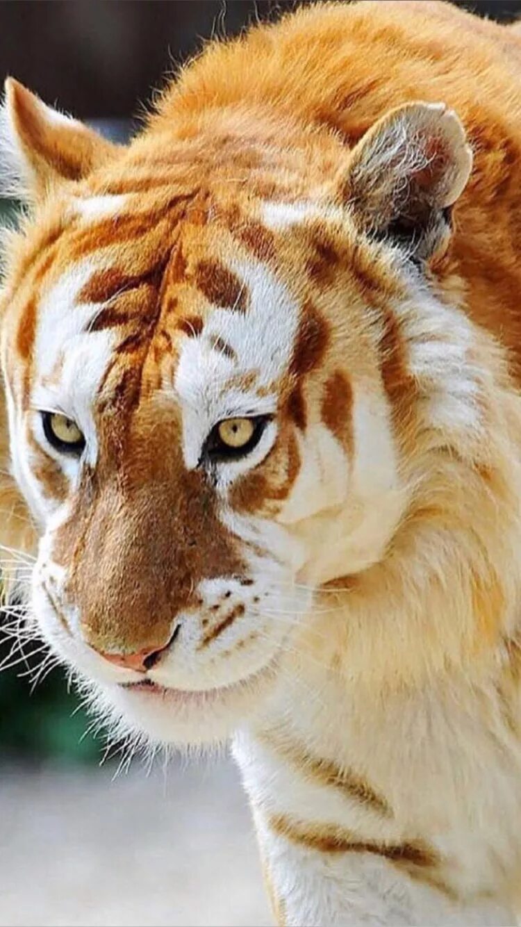 Золотой тигр альбинос. Золотистый бенгальский тигр. Золотой бенгальский Тиг. Золотой Амурский тигр.