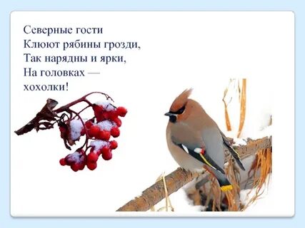 Птицы стали клевать ягоды рябины подлежащее