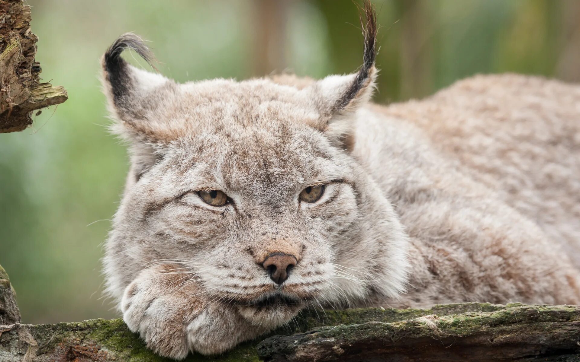 рысь лицо. рысь морда. рысь морда анфас. евроазиатская рысь. рысь.