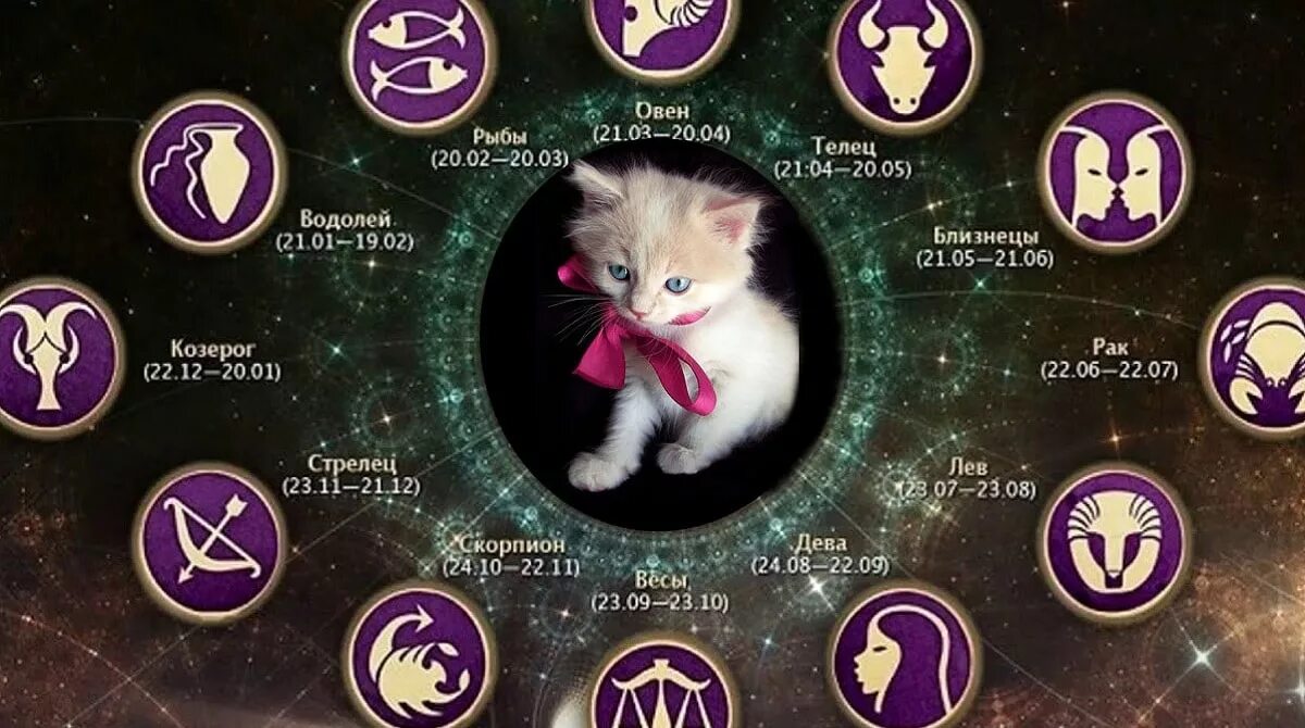 Кошачьи знаки зодиака. Кот гороскоп. Породистые кошки по знакам зодиака. Волшебные кошки по знаку зодиака.