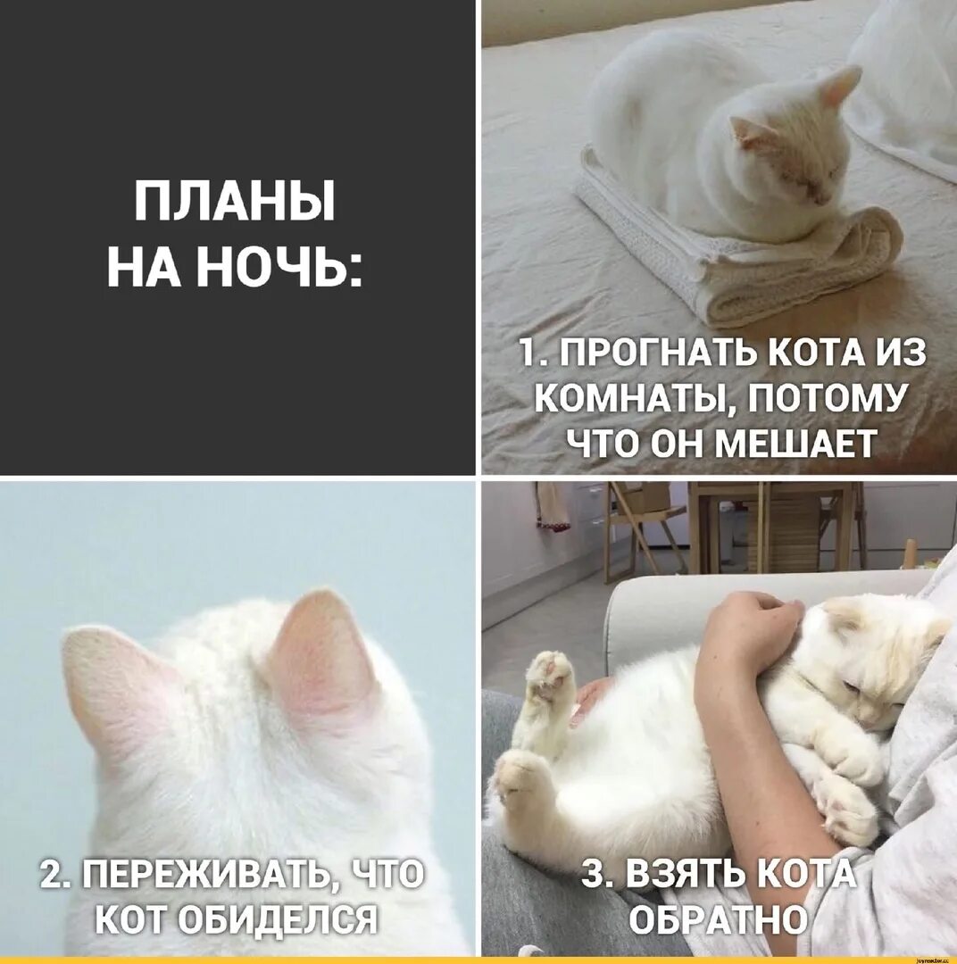 Какие планы ночью. Мемы с надписями. Мемы с котиками. Мемы с котами и надписями. Коты мемы с надписями.