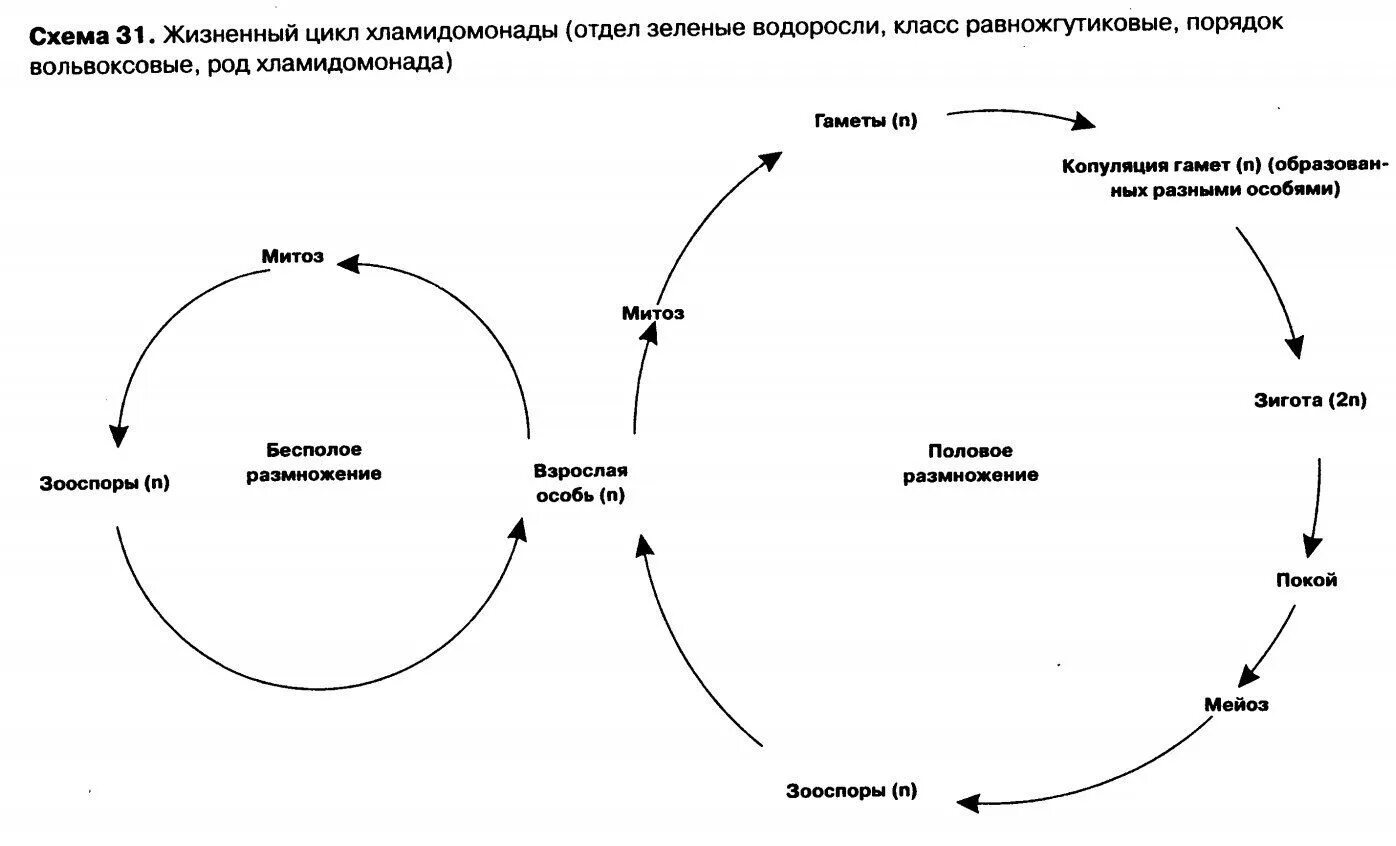 Цикл развития водорослей схема. Жизненный цикл цикл улотрикса. Жизненный цикл хламидомонады схема. Жизненный цикл ульвы схема.