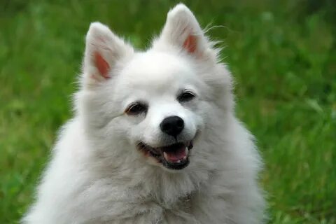 Dog 18
