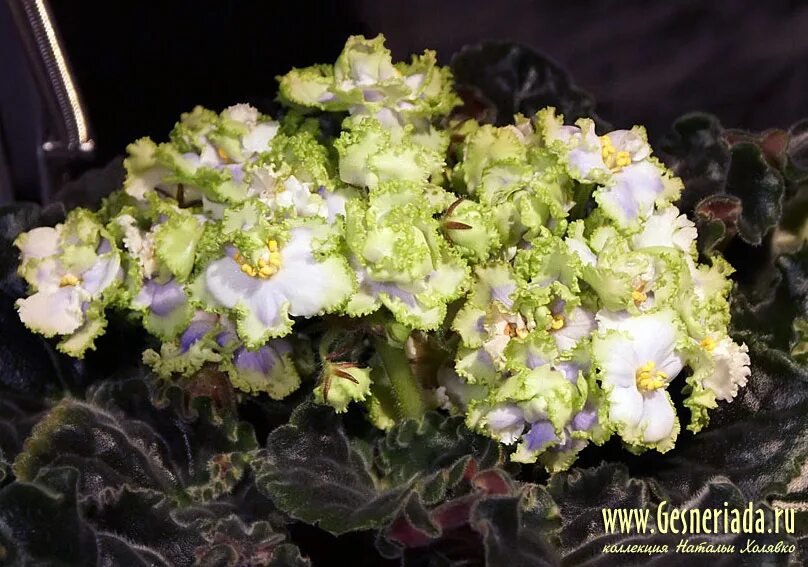 Ле изумрудный город фиалка. Фиалка смарагдовое диво. Ле изумрудный город фиалка. Фиалка изумрудная роса. Фиалка ек изумрудные розы.