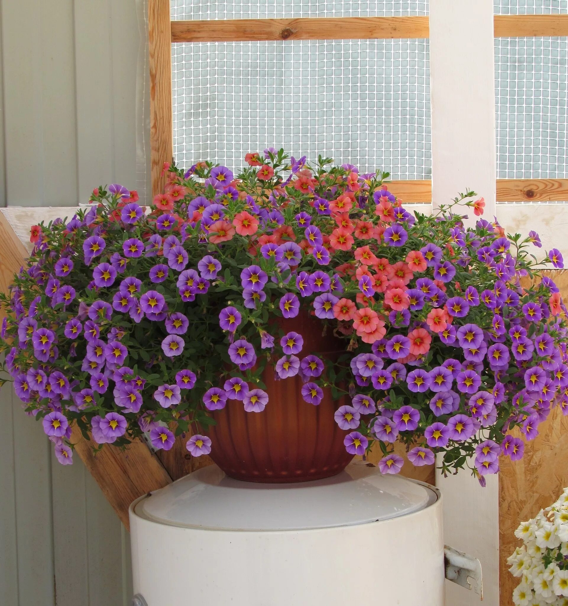 File:Calibrachoa hanging basket IMG 0177.jpg - Wikimedia Commons
