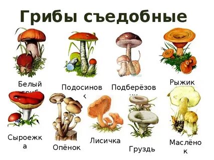 Несъедобные грибы картинки для детей с названиями